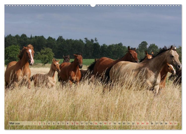Produktbild: Quarter Horses - Die gr&ouml;&szlig;te Zuchtbuchrasse der Welt (hochwertiger Premium Wandkalender 2026 DIN A2 quer), Kunstdruck in Hochglanz