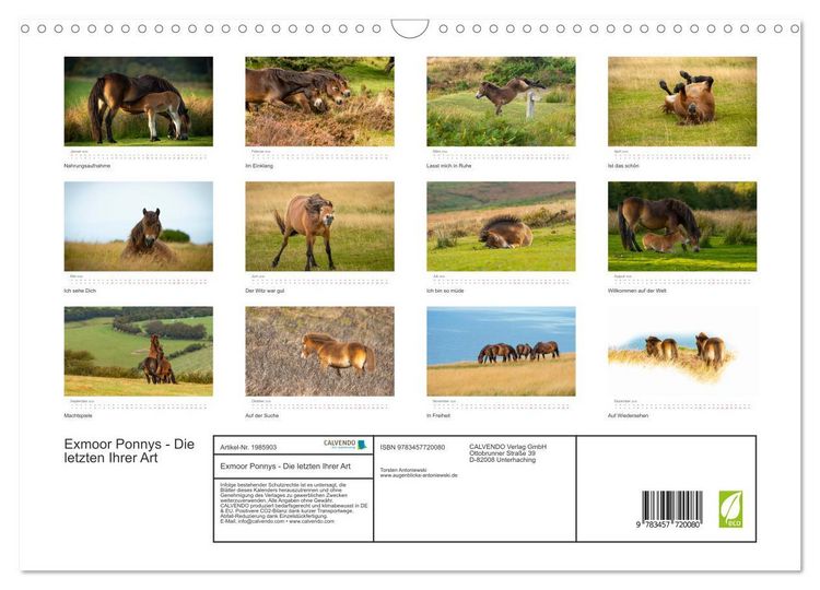 Produktbild: Exmoor Ponnys - Die letzten Ihrer Art (Wandkalender 2026 DIN A3 quer), CALVENDO Monatskalender