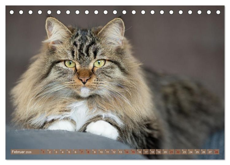 Produktbild: Maui und Molokai - Sibirische Katzenschwestern (Tischkalender 2026 DIN A5 quer), CALVENDO Monatskalender
