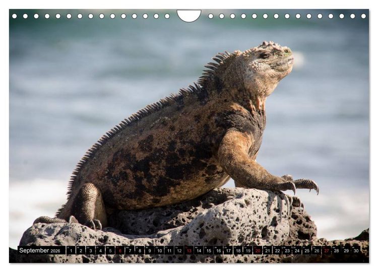 Produktbild: Leguane auf Galapagos (Wandkalender 2026 DIN A4 quer), CALVENDO Monatskalender