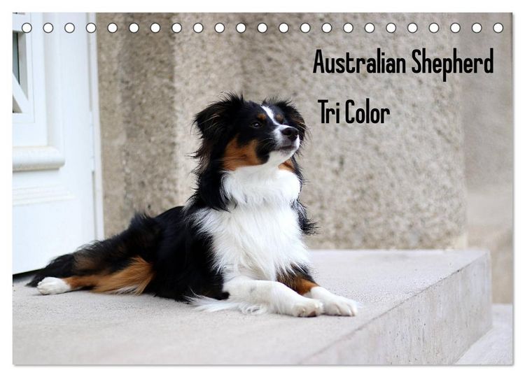 Produktbild: Australian Shepherd Tri Color (Tischkalender 2026 DIN A5 quer), CALVENDO Monatskalender