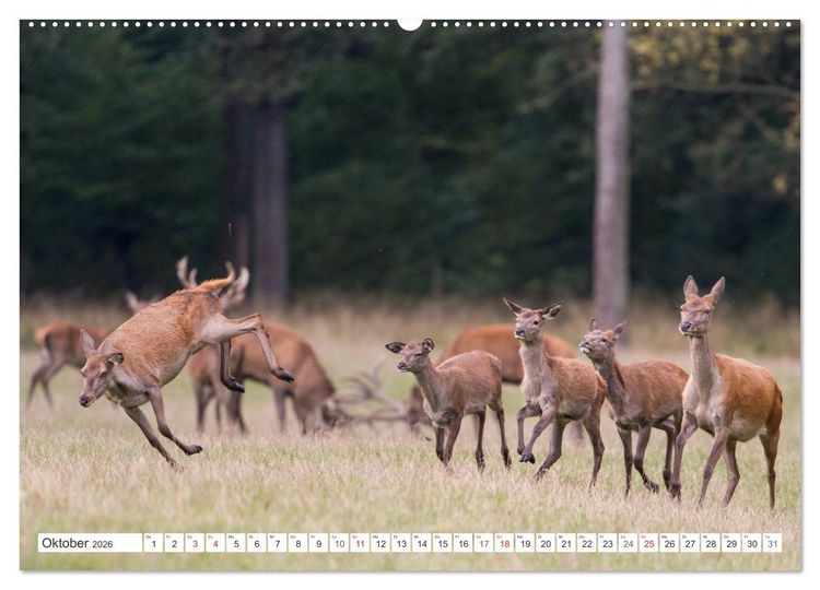 Produktbild: Emotionale Momente: Hirschbrunft (hochwertiger Premium Wandkalender 2026 DIN A2 quer), Kunstdruck in Hochglanz