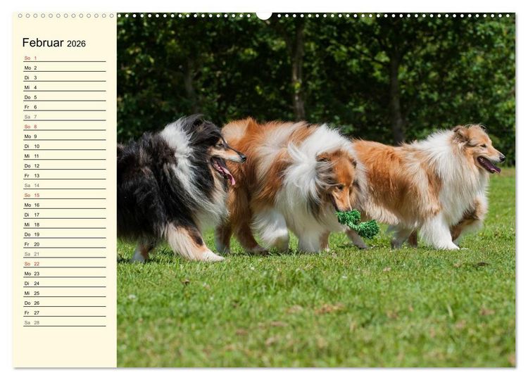 Produktbild: Collie - Mein bester Freund (Wandkalender 2026 DIN A2 quer), CALVENDO Monatskalender