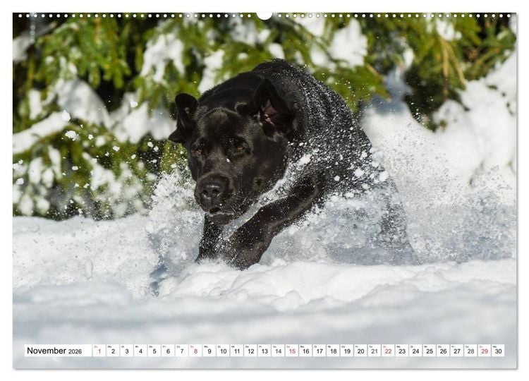 Produktbild: Labrador Retriever - Freunde f&uuml;r&acute;s Leben (hochwertiger Premium Wandkalender 2026 DIN A2 quer), Kunstdruck in Hochglanz
