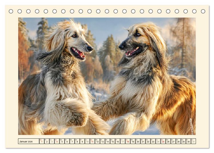 Produktbild: Afghanischer Windhund. Eleganter Sichtj&auml;ger und sensibler Couch-Potatoe (Tischkalender 2026 DIN A5 quer), CALVENDO Monatskalender