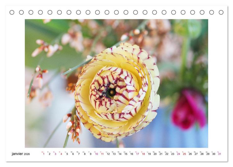 Produktbild: Fleurs - un m&eacute;lange color&eacute; (Calendrier de bureau 2026 DIN A5 vertical), CALVENDO calendrier mensuel