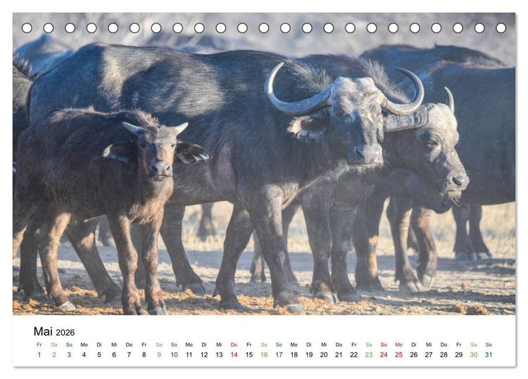 Produktbild: B&uuml;ffel - wild und sch&ouml;n (Tischkalender 2026 DIN A5 quer), CALVENDO Monatskalender