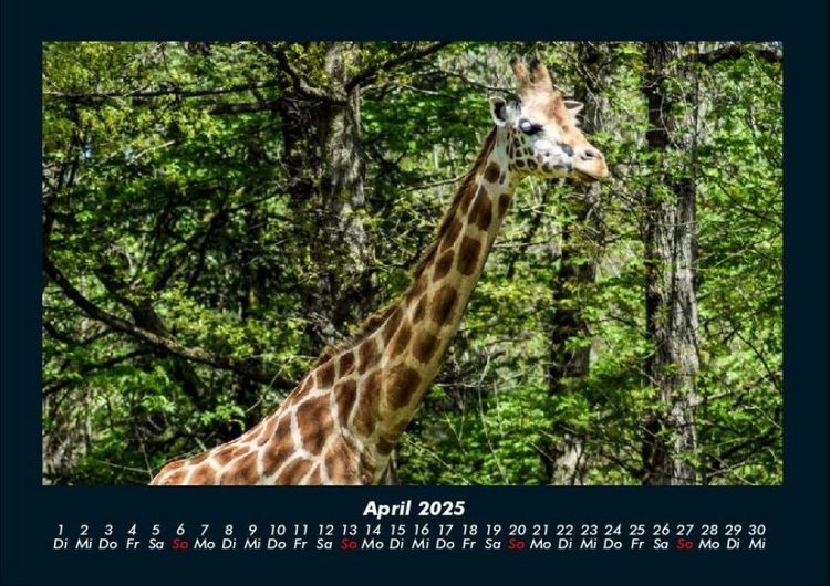 Produktbild: Giraffen 2025 Fotokalender DIN A4