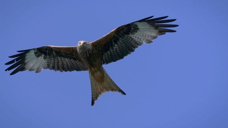 Produktbild: Vogelperspektiven (Special Edition)