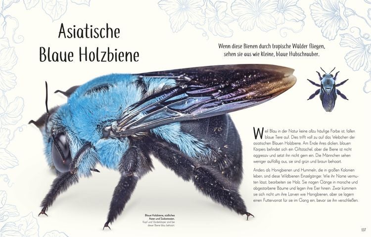 Produktbild: Wundervolle Welt der Insekten und Spinnentiere