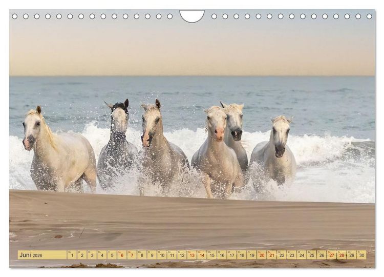 Produktbild: Die wilden Pferde der Camargue (Wandkalender 2026 DIN A4 quer), CALVENDO Monatskalender