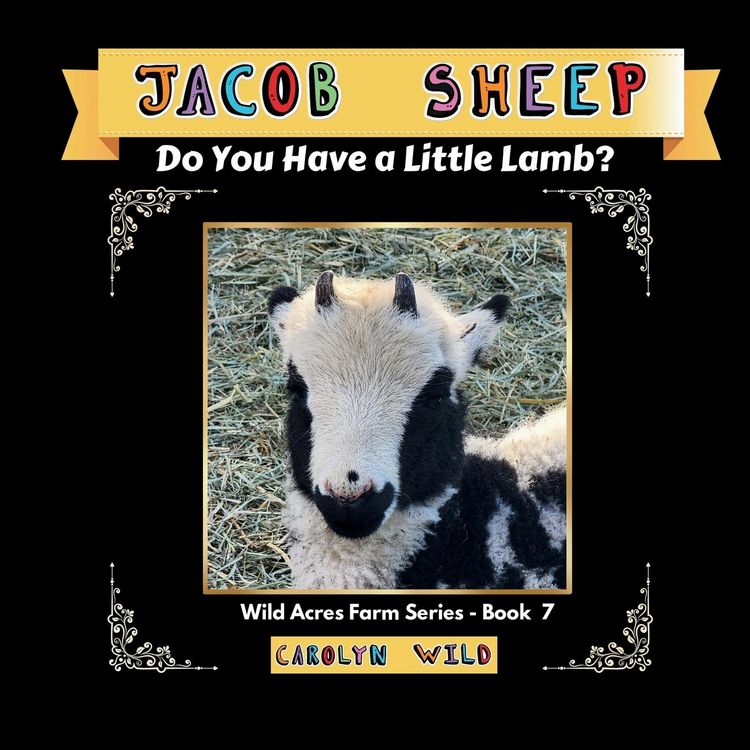 Produktbild: Jacob Sheep