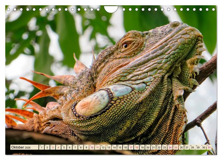 Produktbild: Wundersch&ouml;ner Leguan (Wandkalender 2026 DIN A4 quer), CALVENDO Monatskalender