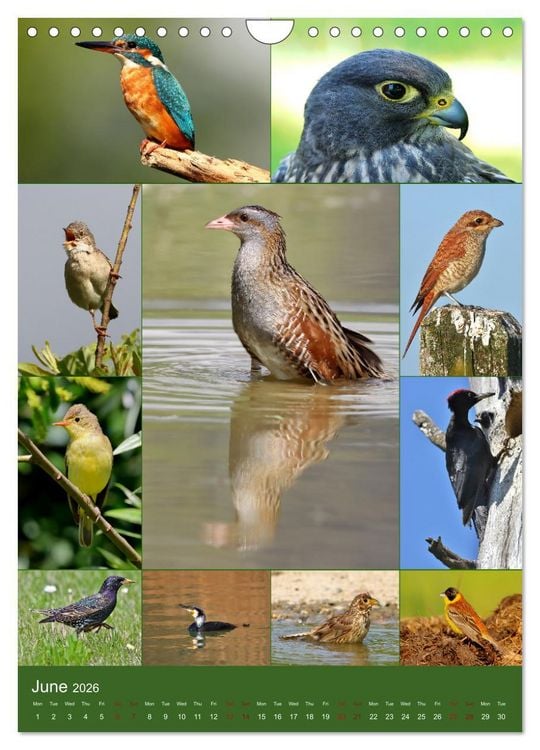 Produktbild: 78 Birds (Wall Calendar 2026 DIN A4 portrait), CALVENDO 12 Month Wall Calendar