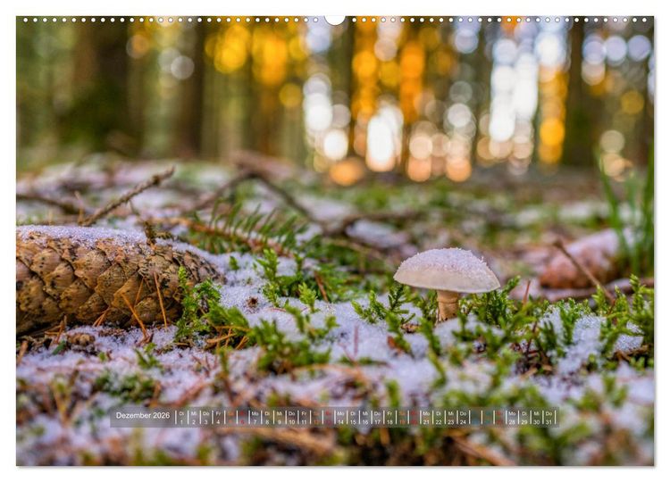 Produktbild: Vielfalt am Waldboden (hochwertiger Premium Wandkalender 2026 DIN A2 quer), Kunstdruck in Hochglanz