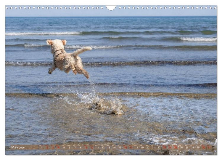 Produktbild: Lagotto Romagnolo Splash Edition (Wall Calendar 2026 DIN A3 landscape), CALVENDO 12 Month Wall Calendar