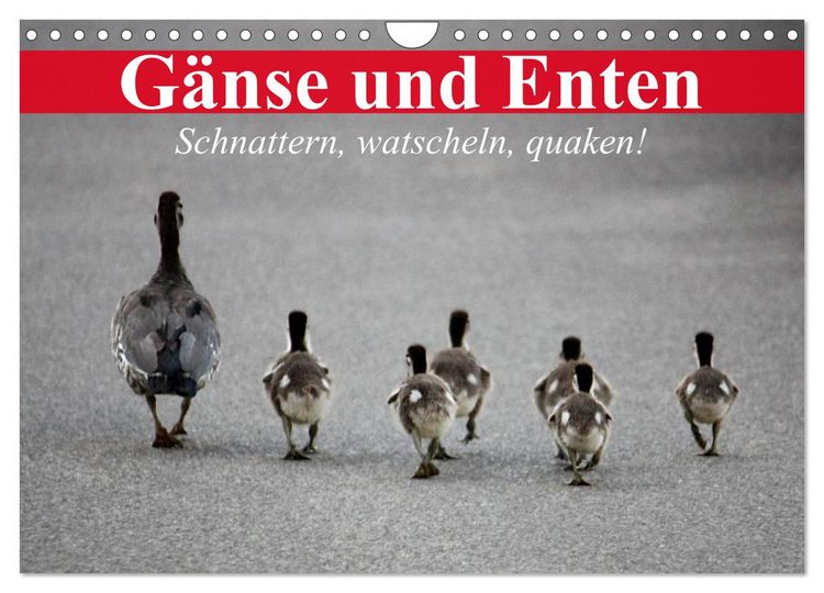 Produktbild: G&auml;nse und Enten. Schnattern, watscheln, quaken! (Wandkalender 2026 DIN A4 quer), CALVENDO Monatskalender