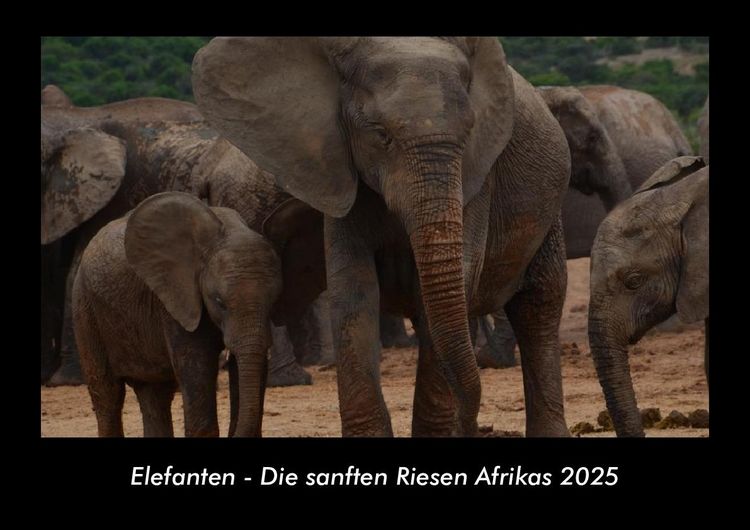 Produktbild: Elefanten - Die sanften Riesen Afrikas 2025 Fotokalender DIN A3