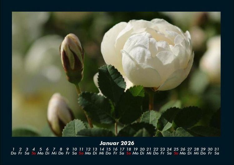 Produktbild: Blumentr&auml;ume 2026 Fotokalender DIN A4