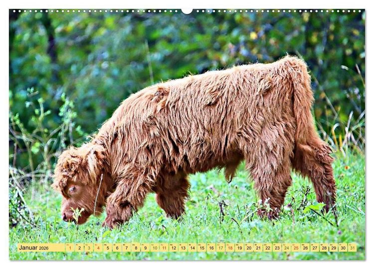 Produktbild: Highland Cattle, die Hochlandrinder aus Pfeffingen (Wandkalender 2026 DIN A2 quer), CALVENDO Monatskalender