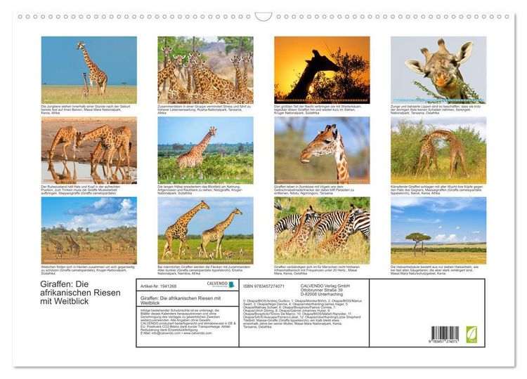 Produktbild: Giraffen: Die afrikanischen Riesen mit Weitblick (Wandkalender 2026 DIN A2 quer), CALVENDO Monatskalender