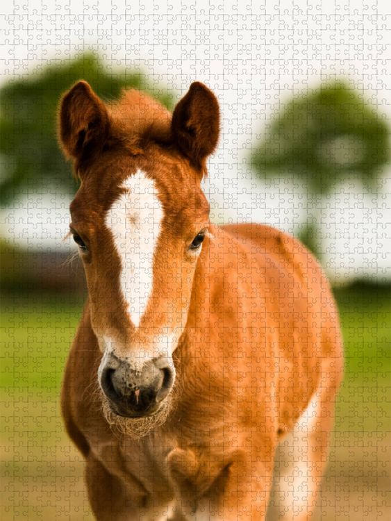 Produktbild: CALVENDO Puzzle Schwarzw&auml;lder Kaltblut Fohlen | 1000 Teile Lege-Gr&ouml;&szlig;e 64x48cm Foto-Puzzle f&uuml;r gl&uuml;ckliche Stunden