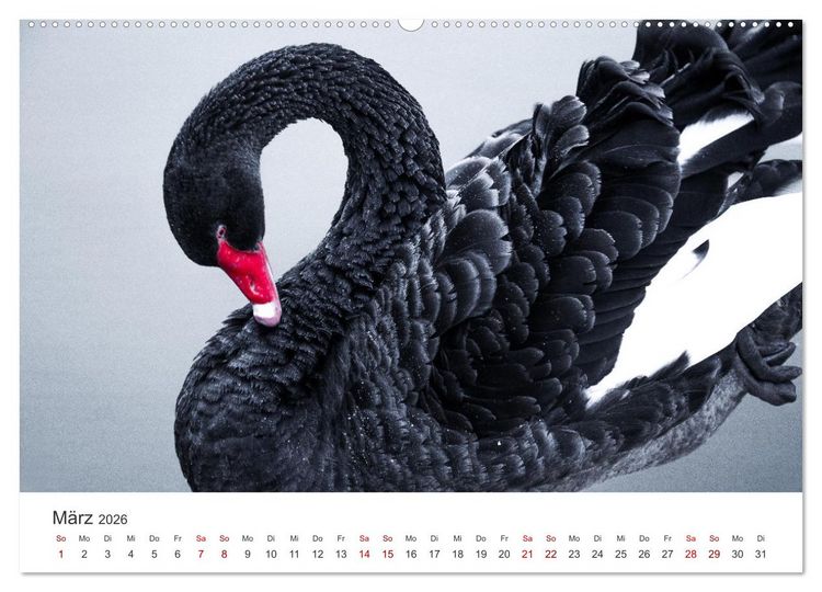 Produktbild: Schw&auml;ne - Prachtvolle Federkleider. (hochwertiger Premium Wandkalender 2026 DIN A2 quer), Kunstdruck in Hochglanz