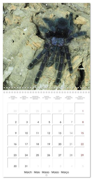 Produktbild: Spider synphony (Wall Calendar 2026 12 &times; 12 Inch) CALVENDO 12 Month Wall Calendar