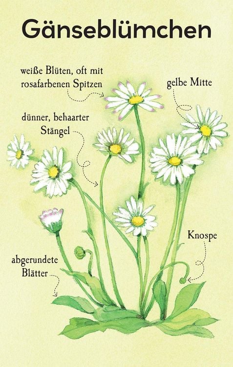 Produktbild: Natur-Entdecker-Karten: Unsere heimischen Blumen