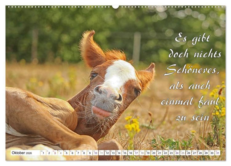 Produktbild: Tierbabies - Spruchkalender (Wandkalender 2026 DIN A2 quer), CALVENDO Monatskalender