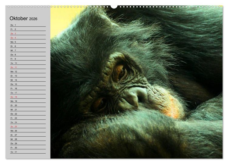 Produktbild: Schimpansen (hochwertiger Premium Wandkalender 2026 DIN A2 quer), Kunstdruck in Hochglanz