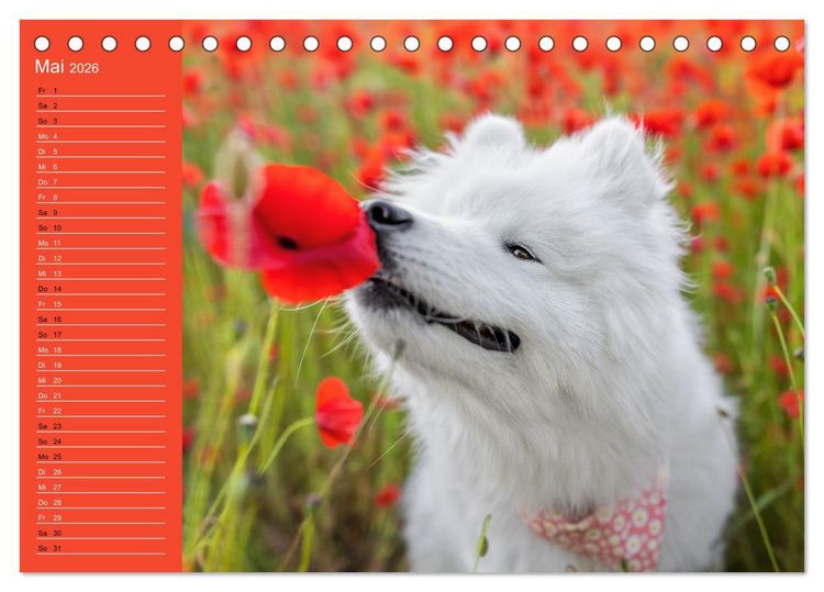 Produktbild: Hunde im Fokus (Tischkalender 2026 DIN A5 quer), CALVENDO Monatskalender