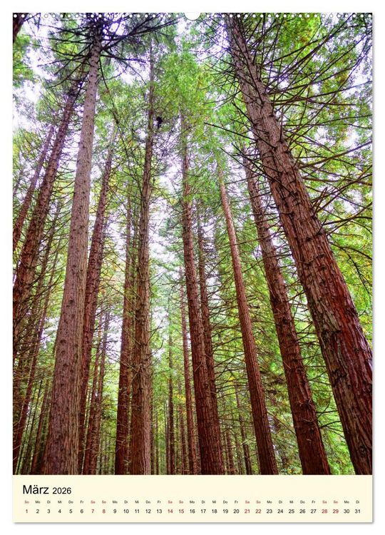 Produktbild: Redwoods - Faszination Mammutb&auml;ume (Wandkalender 2026 DIN A2 hoch), CALVENDO Monatskalender