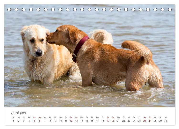 Produktbild: Freunde auf vier Pfoten am Strand (Tischkalender 2027 DIN A5 quer), CALVENDO Monatskalender