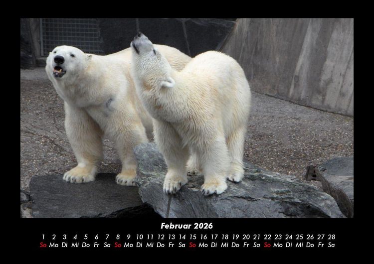 Produktbild: Tierkalender 2026 Fotokalender DIN A3