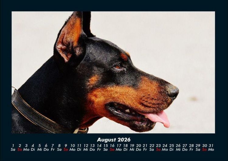 Produktbild: Hundezauber 2026 Fotokalender DIN A4
