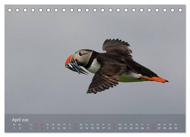 Produktbild: Nordatlantische Seev&ouml;gel (Tischkalender 2026 DIN A5 quer), CALVENDO Monatskalender