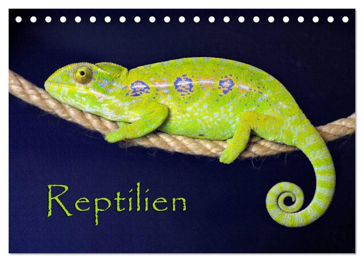 Produktbild: Reptilien (Tischkalender 2026 DIN A5 quer), CALVENDO Monatskalender
