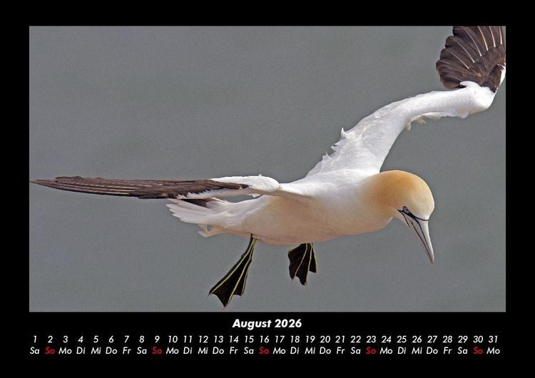 Produktbild: Vogelparadies 2026 Fotokalender DIN A3