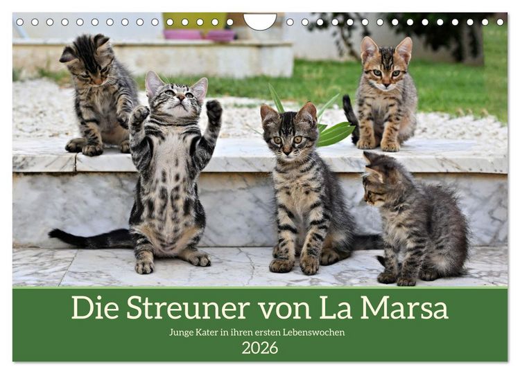 Produktbild: Die Streuner von La Marsa (Wandkalender 2026 DIN A4 quer), CALVENDO Monatskalender