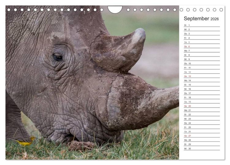Produktbild: Emotionale Momente: Nash&ouml;rner (Wandkalender 2026 DIN A4 quer), CALVENDO Monatskalender