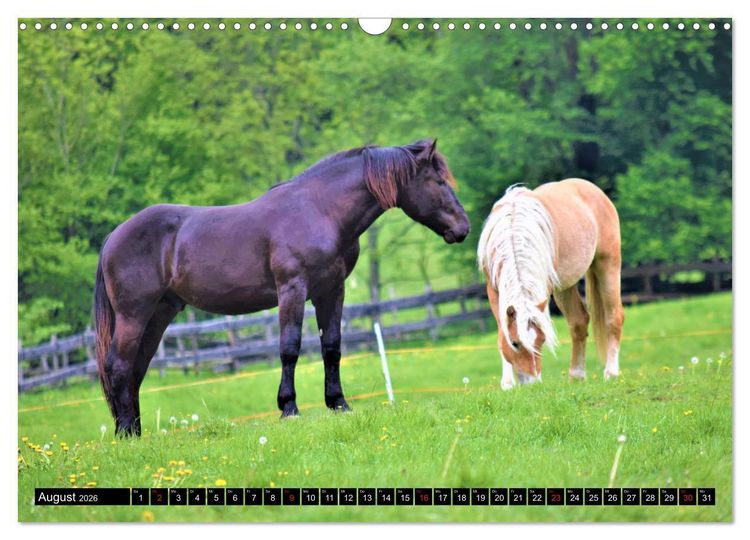 Produktbild: Pferde im Passeiertal (Wandkalender 2026 DIN A3 quer), CALVENDO Monatskalender