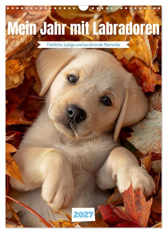Produktbild: Mein Jahr mit Labradoren (Wandkalender 2027 DIN A3 hoch), CALVENDO Monatskalender