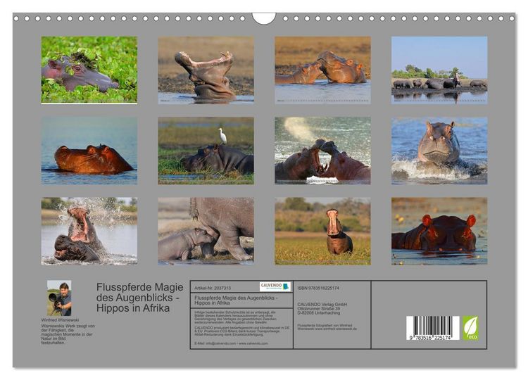 Produktbild: Flusspferde Magie des Augenblicks - Hippos in Afrika (Wandkalender 2026 DIN A3 quer), CALVENDO Monatskalender