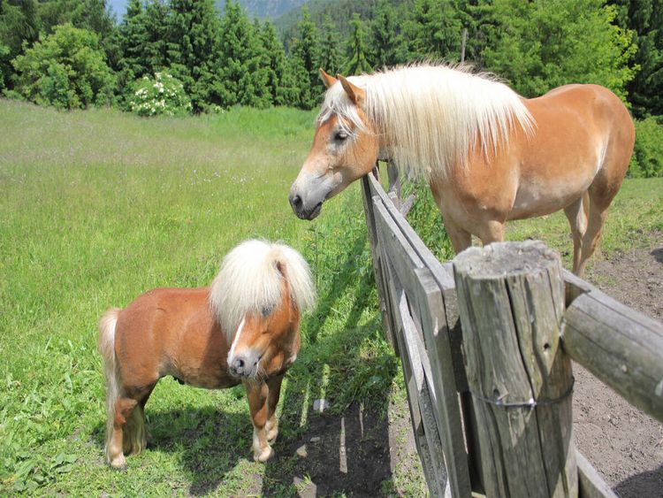 Produktbild: CALVENDO Puzzle Pony | 1000 Teile Lege-Gr&ouml;&szlig;e 64x48cm Foto-Puzzle f&uuml;r gl&uuml;ckliche Stunden