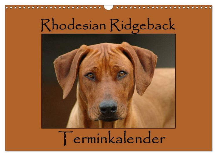 Produktbild: Rhodesian Ridgeback Terminkalender (Wandkalender 2026 DIN A3 quer), CALVENDO Monatskalender