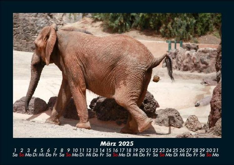 Produktbild: Elefanten 2025 Fotokalender DIN A5