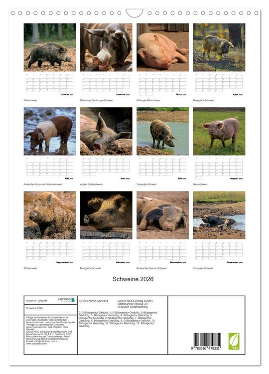 Produktbild: Schweine 2026 (Wandkalender 2026 DIN A3 hoch), CALVENDO Monatskalender