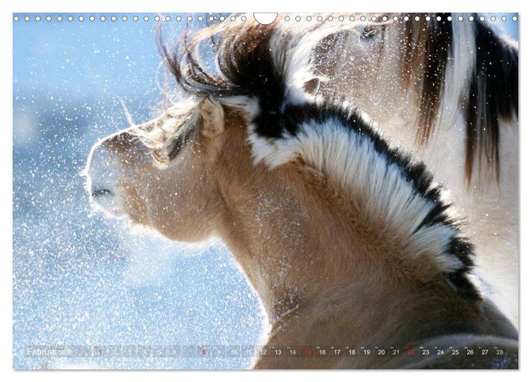 Produktbild: Fjordpferde - Norweger (Wandkalender 2026 DIN A3 quer), CALVENDO Monatskalender