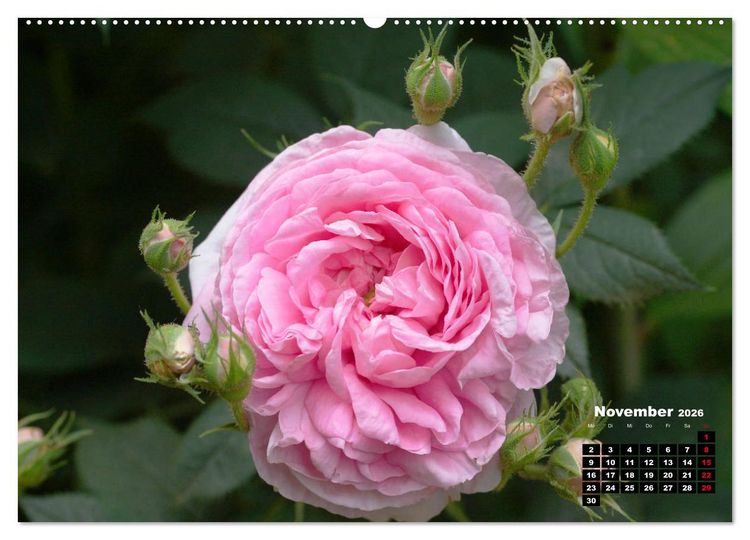 Produktbild: Magie der Rosen (hochwertiger Premium Wandkalender 2026 DIN A2 quer), Kunstdruck in Hochglanz